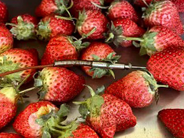 Fresh strawberries before freeze-drying