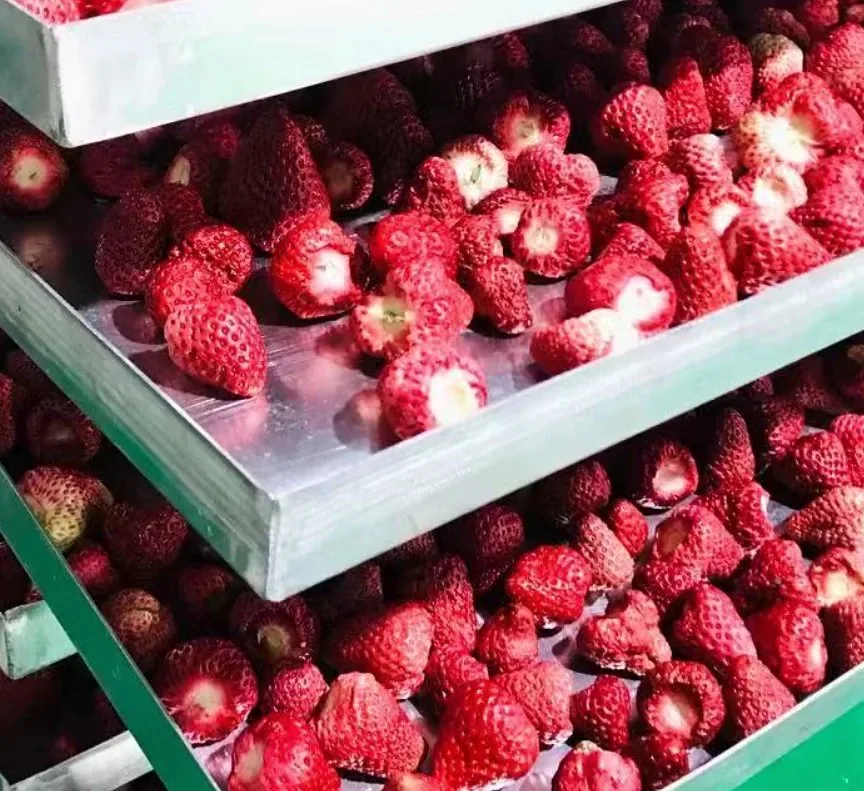 Freeze-dried strawberries on trays